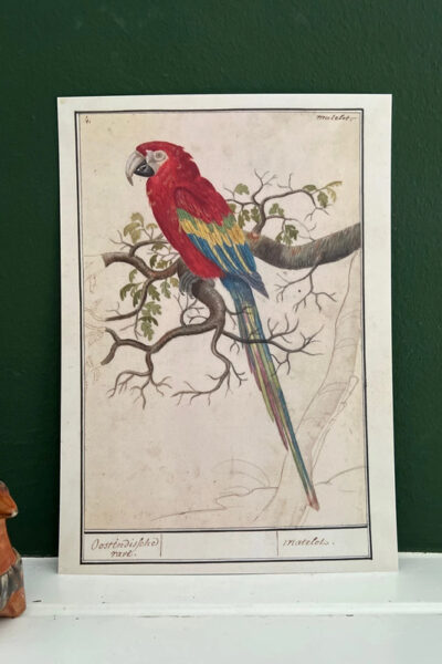 Ara - 1 wandkunstkaart A4 - 3