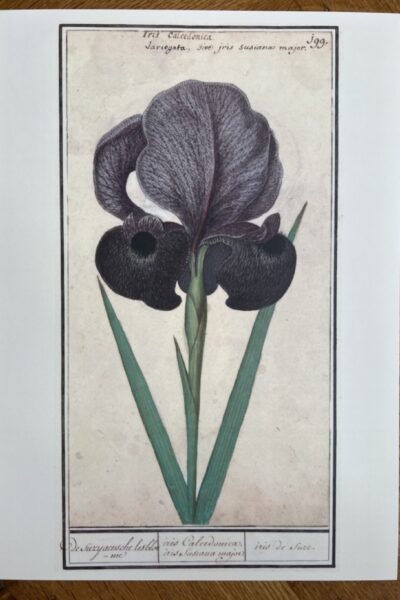 Bloemenstudie - A4 - no. 199
