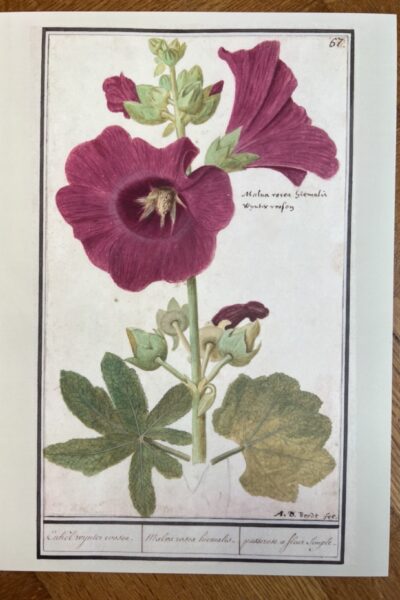 Bloemenstudie - A4 - no. 67