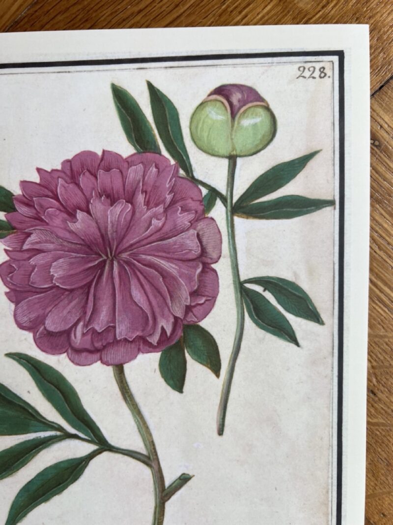 Bloemenstudie - A4 - no. 228 - Afbeelding 3