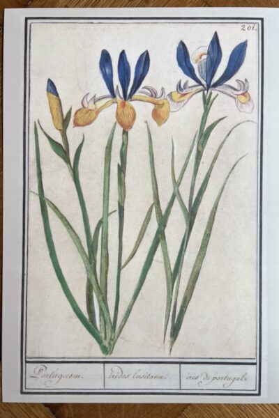 Bloemenstudie - A4 - no. 201