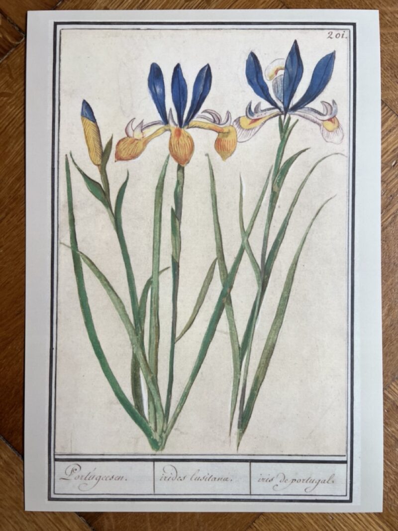 Bloemenstudie - A4 - no. 201