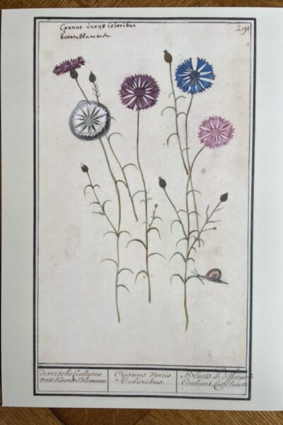 Bloemenstudie - A4 - no. 291