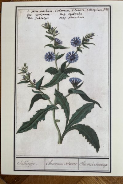 Bloemenstudie - A4 - no. 239
