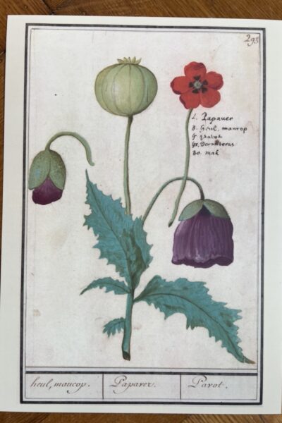 Bloemenstudie - A4 - no. 293