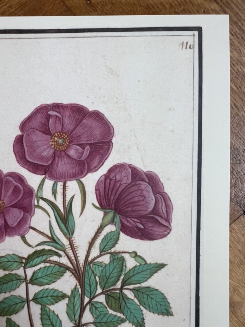 Bloemenstudie - A4 - no. 110 - Afbeelding 3