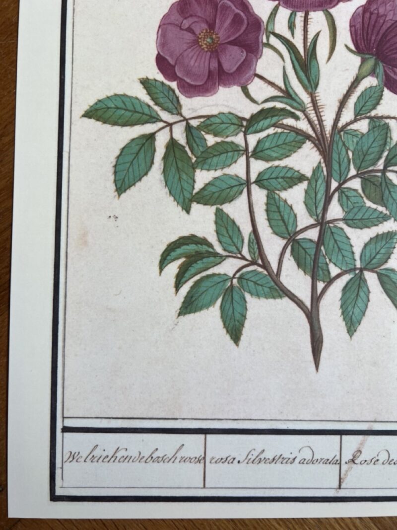 Bloemenstudie - A4 - no. 110 - Afbeelding 2
