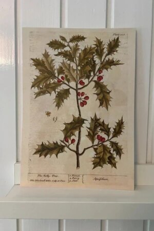 De hulstboom - Elizabeth Blackwell - 1 kunst kaart A4