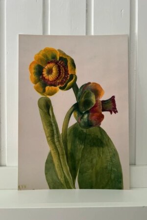 Gele waterlelie - Mary Vaux Walcott - 1 kunst kaart A4