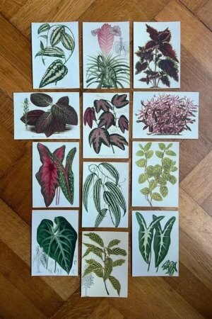 Charles Antoine Lemaire