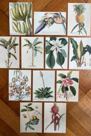 Georg Dionysius Ehret