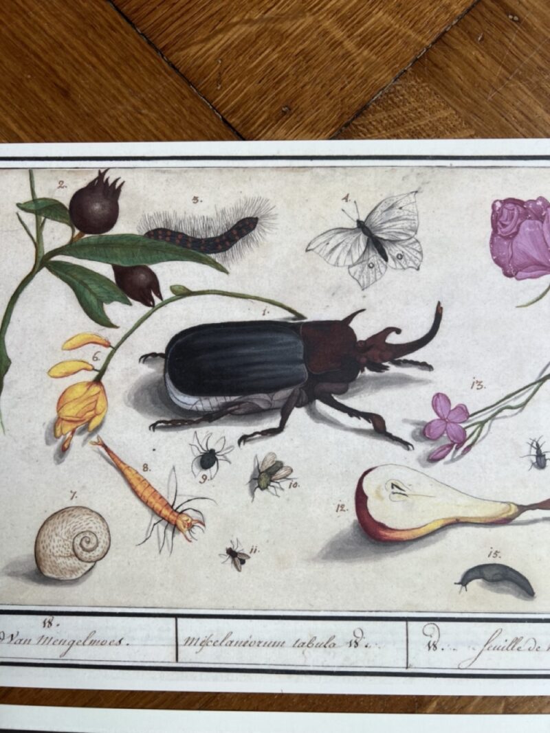 Kevers en Natuur - 2 wandkunstkaarten A4 - 2
