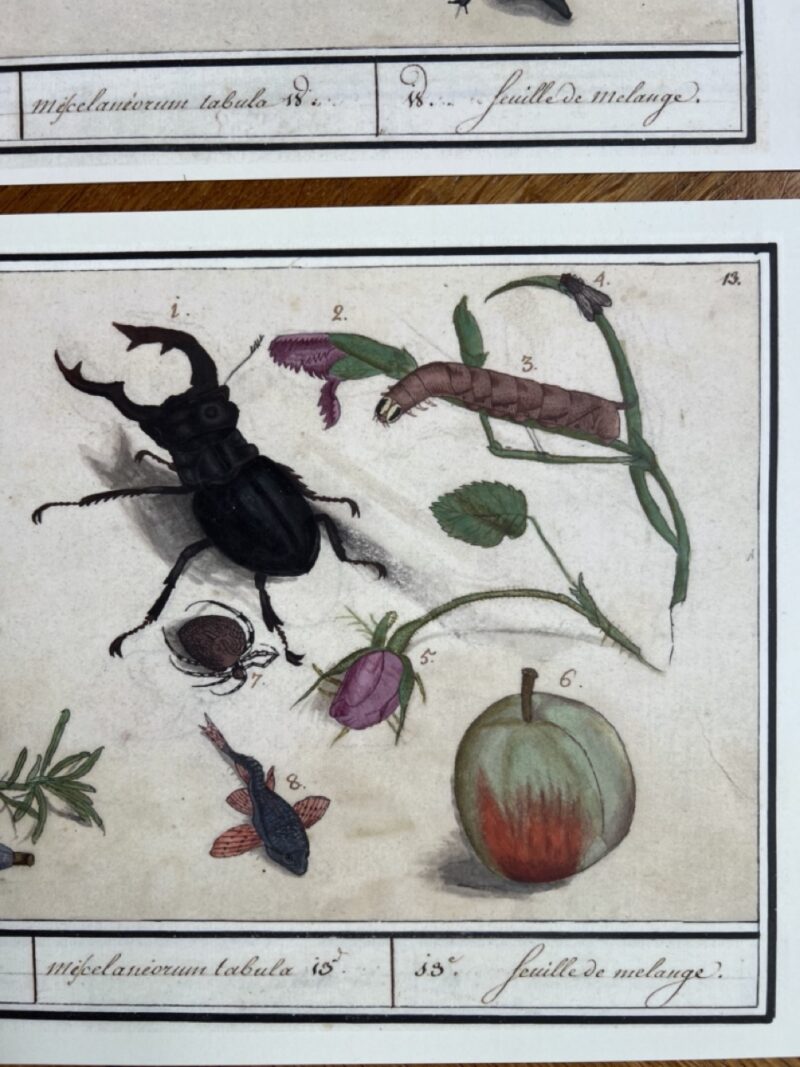 Kevers en Natuur - 2 wandkunstkaarten A4 - 3