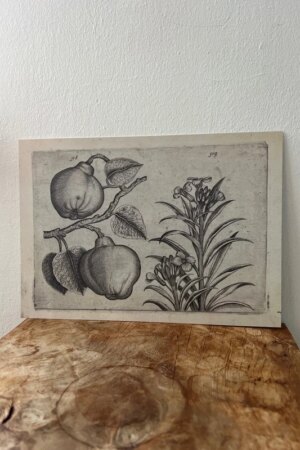 Kweepeer en muurbloem - Crispijn van de Passe - 1 kunst kaart A4