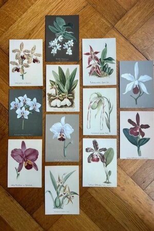 Orchideeën - set 12 kunst kaarten - A6