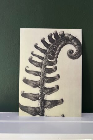 Plantenstudie 4 - Karl Blossfeldt - 1 kunst kaart A4