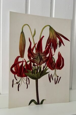 Rode lelie - Mary Vaux Walcott - 1 ArtPrintCard A4