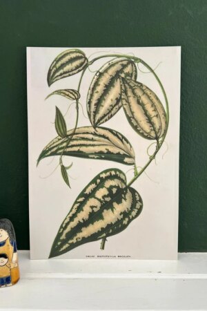Smilax ornata - Charles Antoine Lemaire - 1 kunst kaart A4
