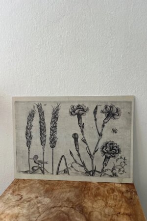 Tarwe en tuinanjer - Crispijn van de Passe - 1 kunst kaart A4