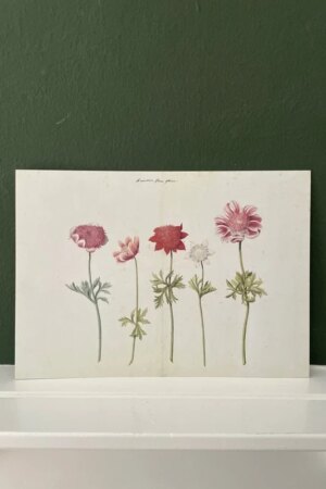 Vijf studies van anemonen - 1 kunst kaart A4