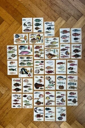 Vissen - Louis Renard - set van 36 kleine kaartjes - per stuk