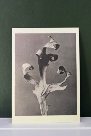 Platenstudie 11 - A4 - Wanddecoratie Poster