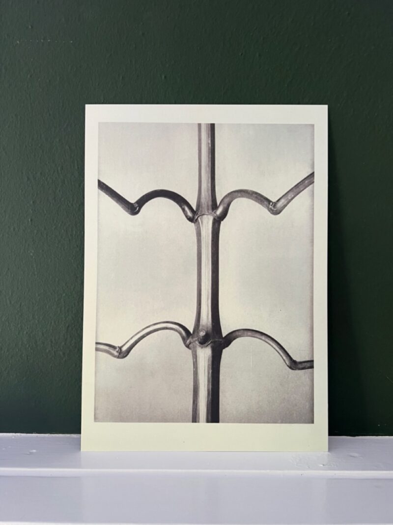 Platenstudie 12 - A4 - Wanddecoratie Poster