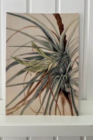 Wild Pineapple - Mary Vaux Walcott - 1 ArtPrintCard A4